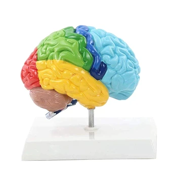 Pravej Hemisfére Mozgu Ľudského Tela Model 1:1 Pre Študentov Učiteľské Študijné Montáž Modelu